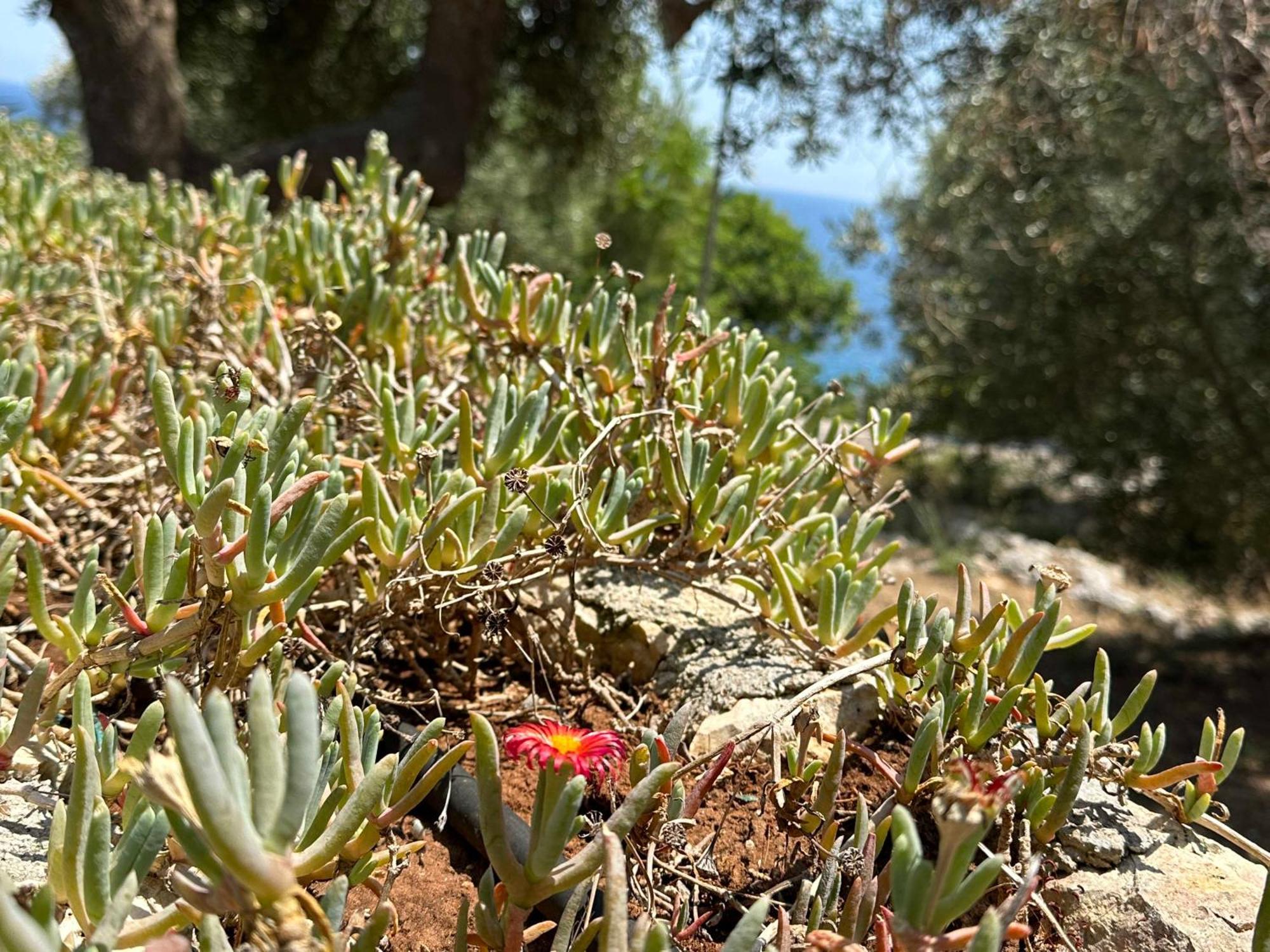 Villetta Dagre Fronte Mare Marittima Kültér fotó