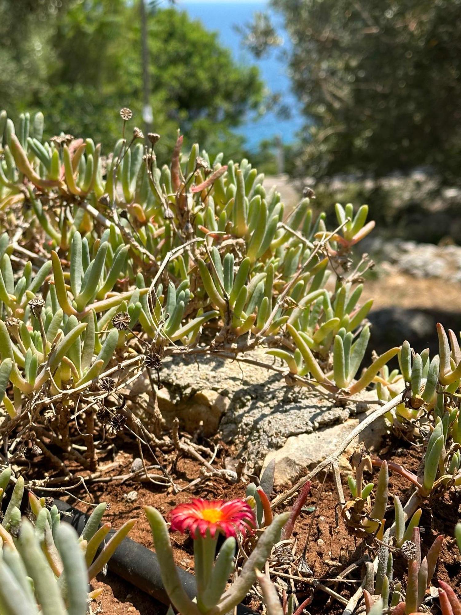 Villetta Dagre Fronte Mare Marittima Kültér fotó